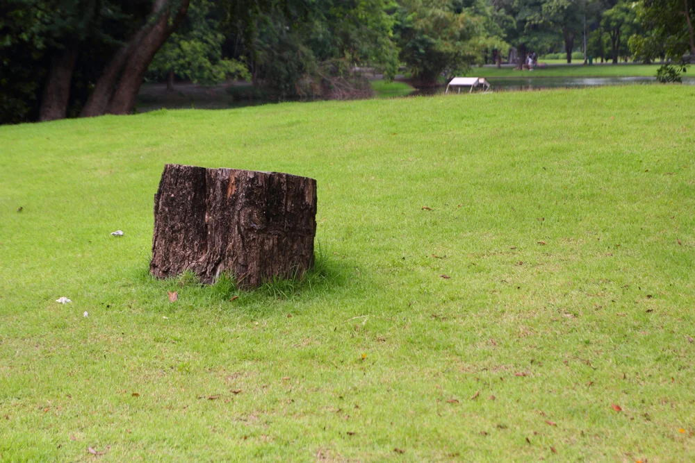 stump-grinding
