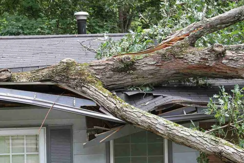 Tree fallen on roof. Example of roofing wind damage in Austin